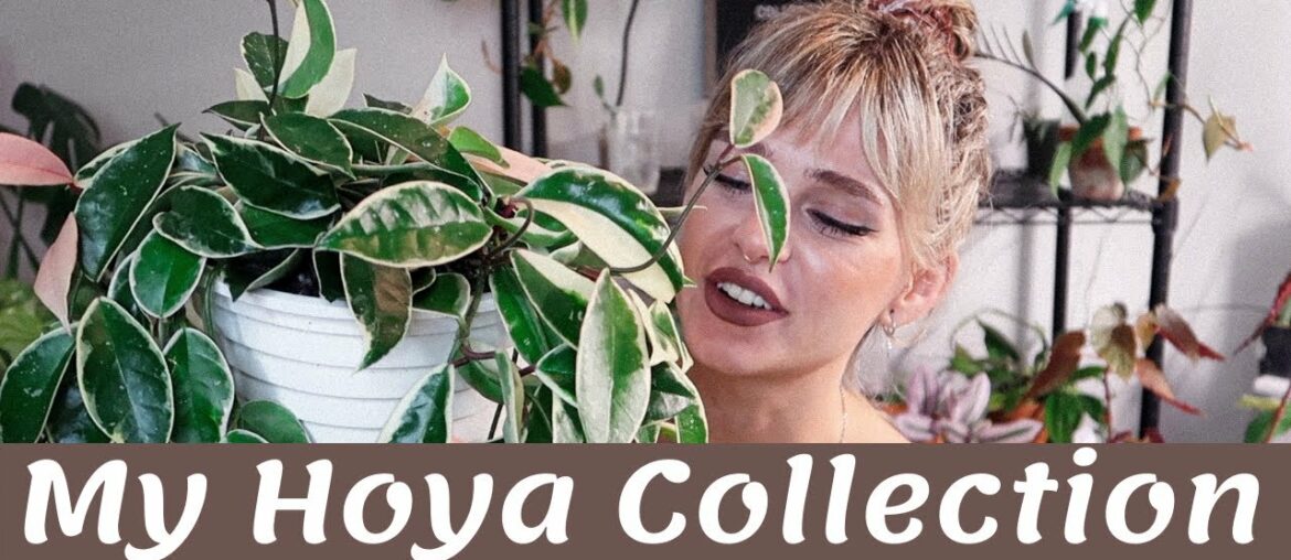 My Hoya Collection | 2020