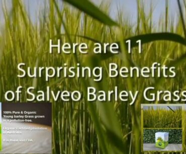 What Is Barley Grass and The Benefits To Our Health