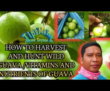 HOW TO HARVEST AND HUNT WILD GUAVA /VITAMINS AND NUTRIENTS OF GUAVA "TipsMeYou"