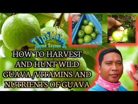 HOW TO HARVEST AND HUNT WILD GUAVA /VITAMINS AND NUTRIENTS OF GUAVA "TipsMeYou"
