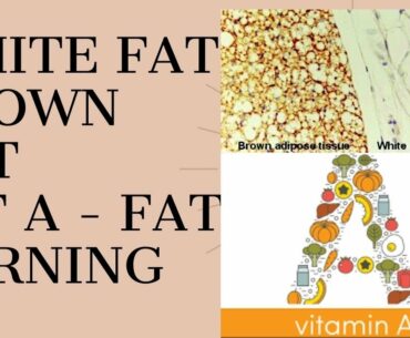 what is White Fat & Brown Fat, Vitamin A boosts fat burning in cold condition!!! | In Tamil.