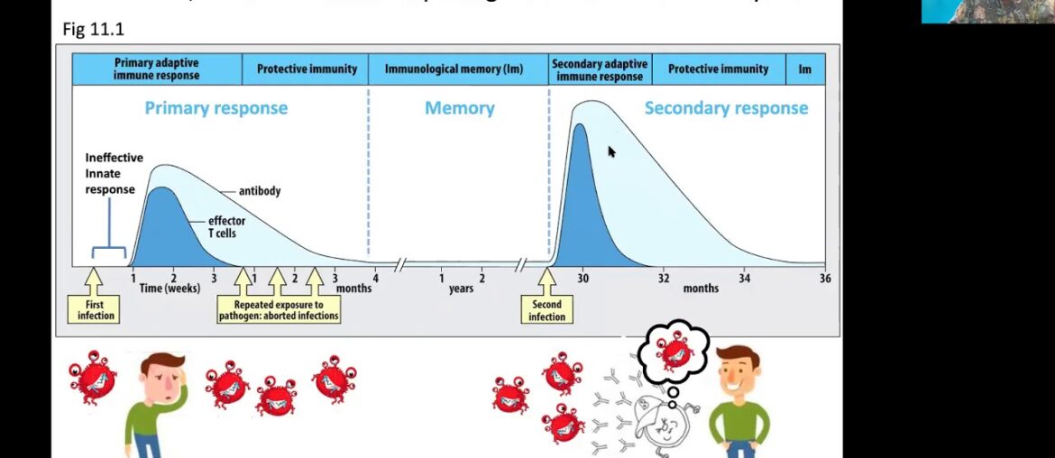 Lecture 24 Immune memory, vaccines, COVID 19