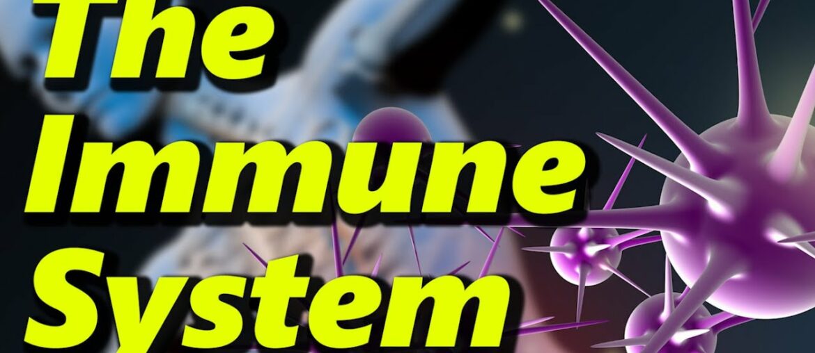 The Human Immune System - What Happens During A COVID Infection?