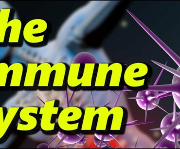 The Human Immune System - What Happens During A COVID Infection?