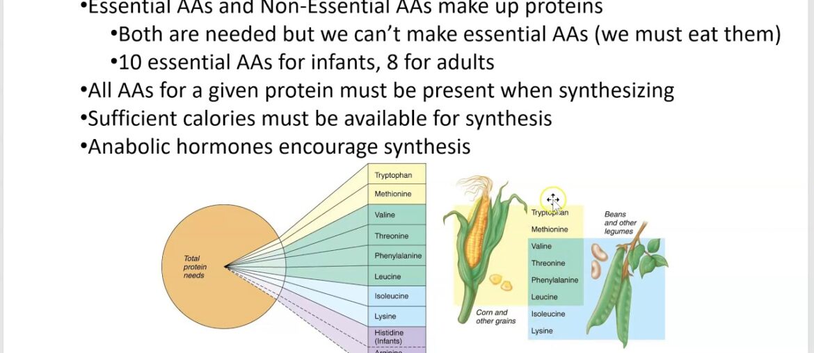 2402 Lecture Chapter 24 Nutrition and Metabolism 1 PowerPoint Screencast