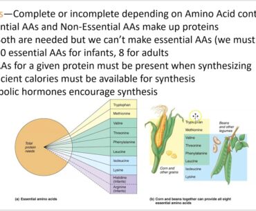 2402 Lecture Chapter 24 Nutrition and Metabolism 1 PowerPoint Screencast