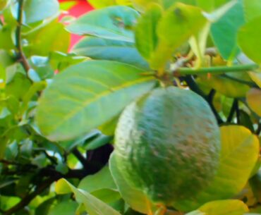 “Green lemon” the fact of natural nutrition.