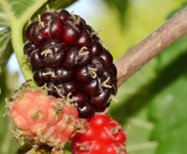 Mulberry as Super Food for Vitamin C, Vegan Protein, Antioxidant and More