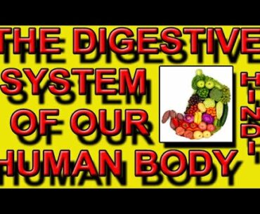 The digestive system of our human body.