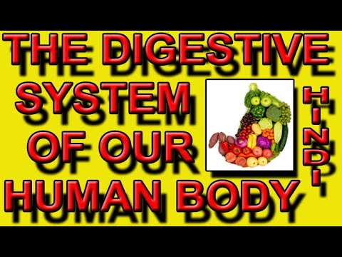 The digestive system of our human body.