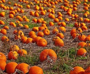 Pumpkin as Super Food for Immune  System Support, Antioxidant, Vision, Vitamin A, Lutein, Zeaxanthin