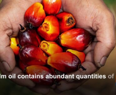 Vitamin E from palm oil useful in boosting immune response based on studies on liver cells