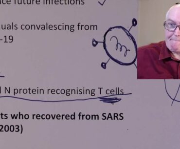 COVID, Immunity probably long lasting