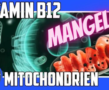 Vitamin B12 Mangel-Mitochondrien!Vitamin B12 im Stoffwechsel Supplement?nat.Quellen Mehrbedarf!