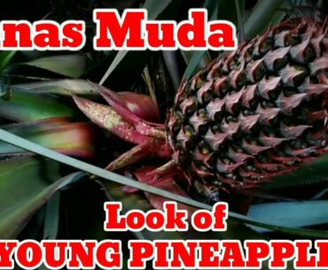 Beauty of YOUNG PINEAPPLE | cantiknya NANAS MUDA