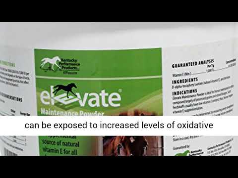 Kentucky Performance Products Elevate Maintenance Powder, 10 Pounds, Vitamin E Horse Supplement