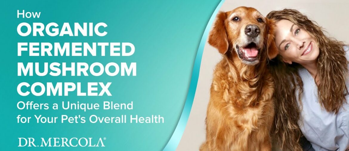 How ORGANIC FERMENTED MUSHROOM COMPLEX Offers a Unique Blend for Your Pet's Overall Health