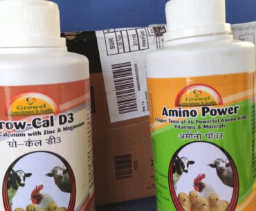 Trying Grovel Supplements for Winters for My Pigeons | Growel Amino Power & Cal-care