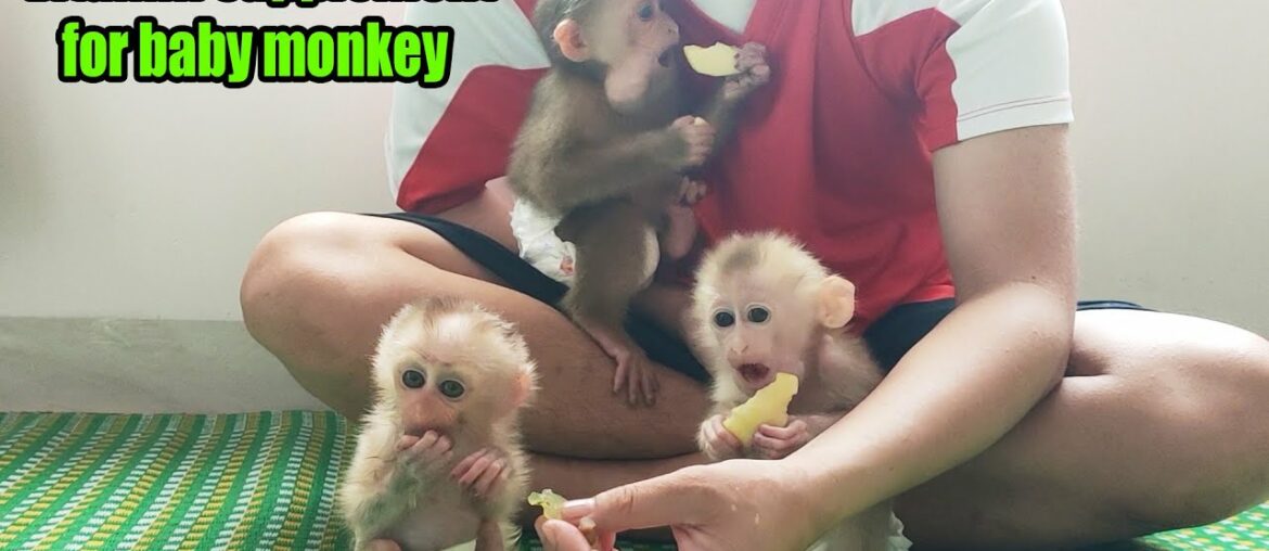 Vitamin supplement for baby monkeys Rosi Rocky and Ricky with fruit