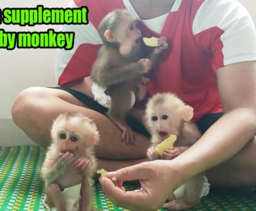 Vitamin supplement for baby monkeys Rosi Rocky and Ricky with fruit
