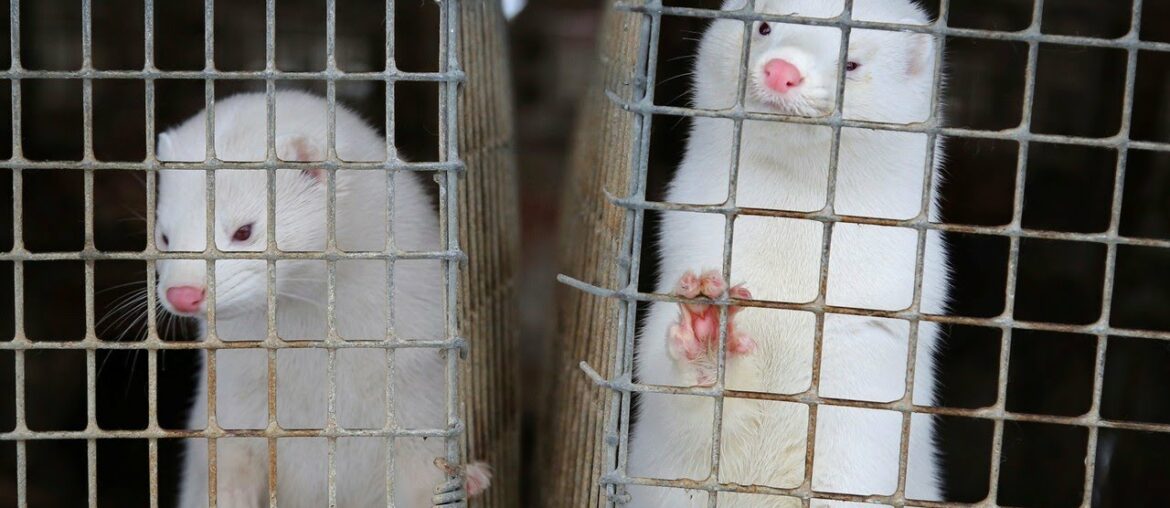 Concerns COVID-19 has ‘gone to minks and then come back to humans’