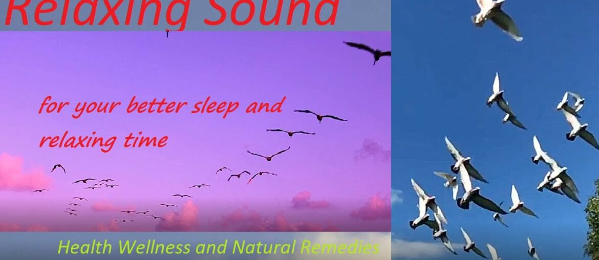 Bird collection - Relaxing Sound - Bird Singing - Health, Wellness and Natural Remedies
