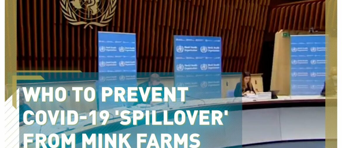WHO moves to prevent COVID-19 'spillover' from mink farms to humans