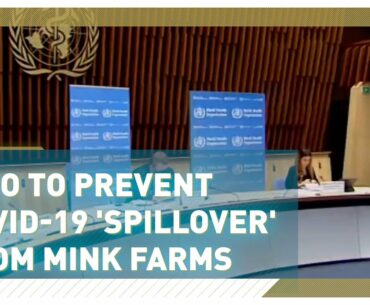 WHO moves to prevent COVID-19 'spillover' from mink farms to humans