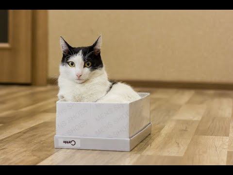 ASMR & Timka helper. Box, vitamins, paper and kitten :D  Iherb. #tascam