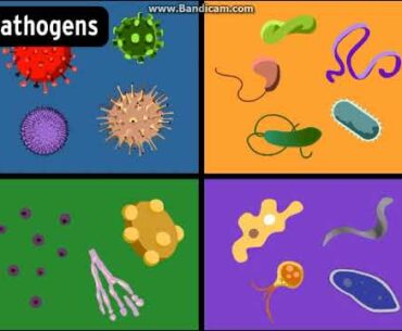 Immune System - BrainPOP