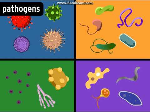 Immune System - BrainPOP