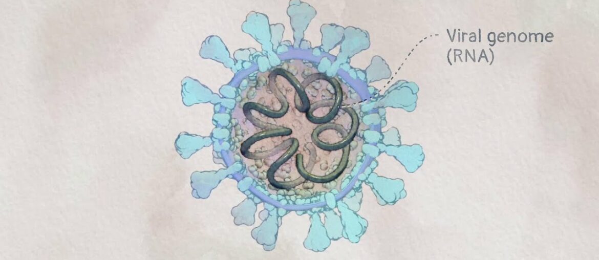 Corona Virus (Covid -19) I Infection Mechanism