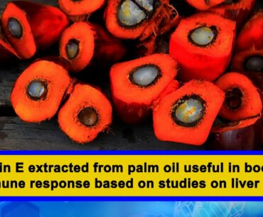 Vitamin E extracted from palm oil useful in boosting immune response based on studies on liver cells