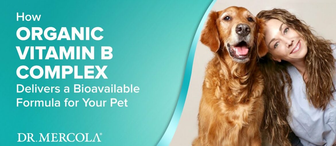 How ORGANIC VITAMIN B COMPLEX Delivers a Bioavailable Formula for Your Pet