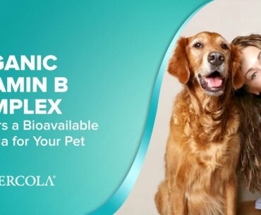 How ORGANIC VITAMIN B COMPLEX Delivers a Bioavailable Formula for Your Pet