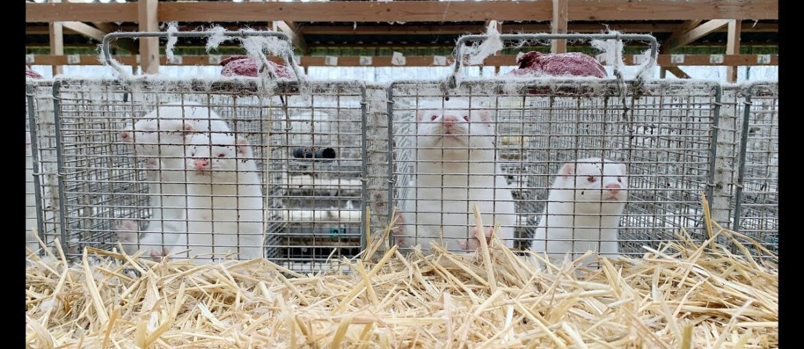 'Mutant coronavirus' seen before on mink farms, say scientists