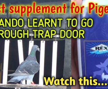 Healthy supplement for pigeons | vitamins & wheat oil | this will make birds fit and gains weight .