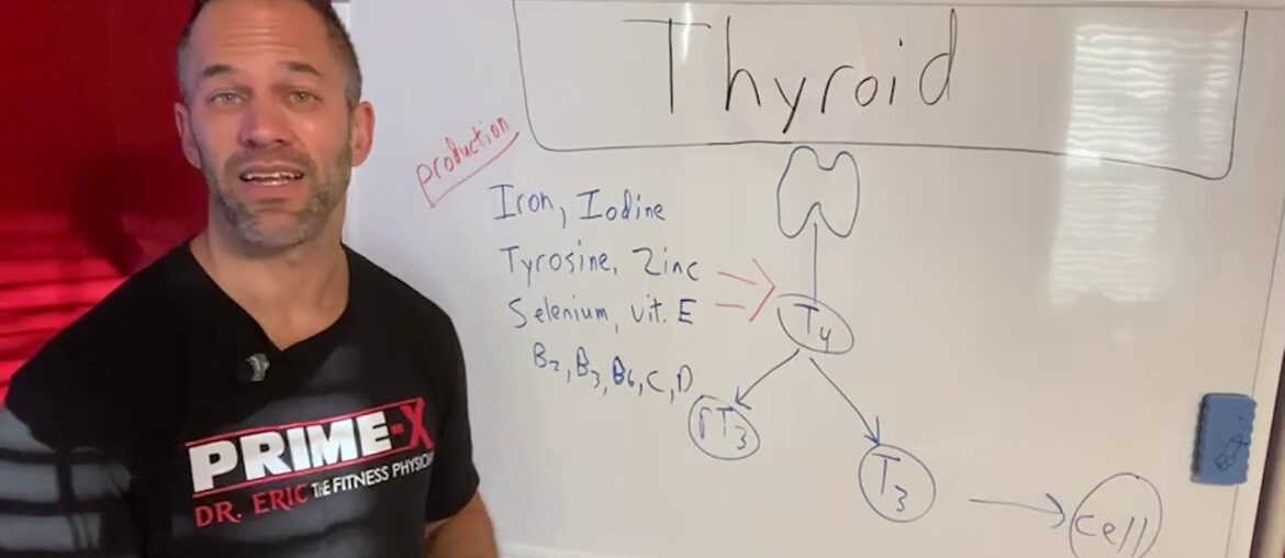 Thyroid Production | Other Factors Important for Production of Thyroid