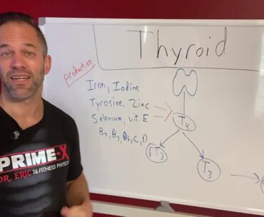 Thyroid Production | Other Factors Important for Production of Thyroid