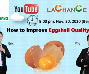 How to improve eggshell quality? | Egg broken rate | Calcium,vitamin D3|Dirty eggs|Bile Acids|Stress