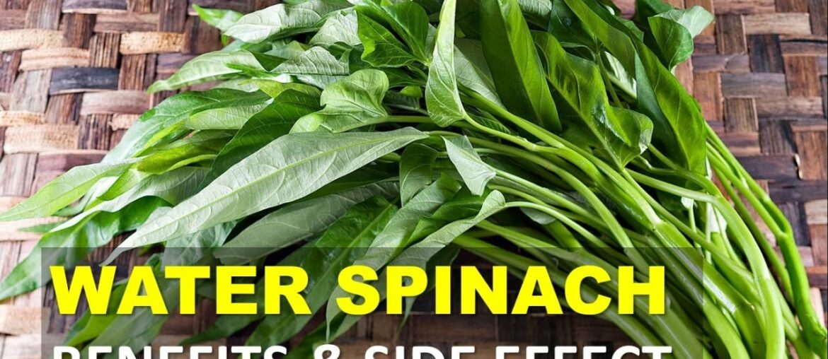 Water Spinach Benefits and Side Effects, Excellent Source of Vitamins and Minerals