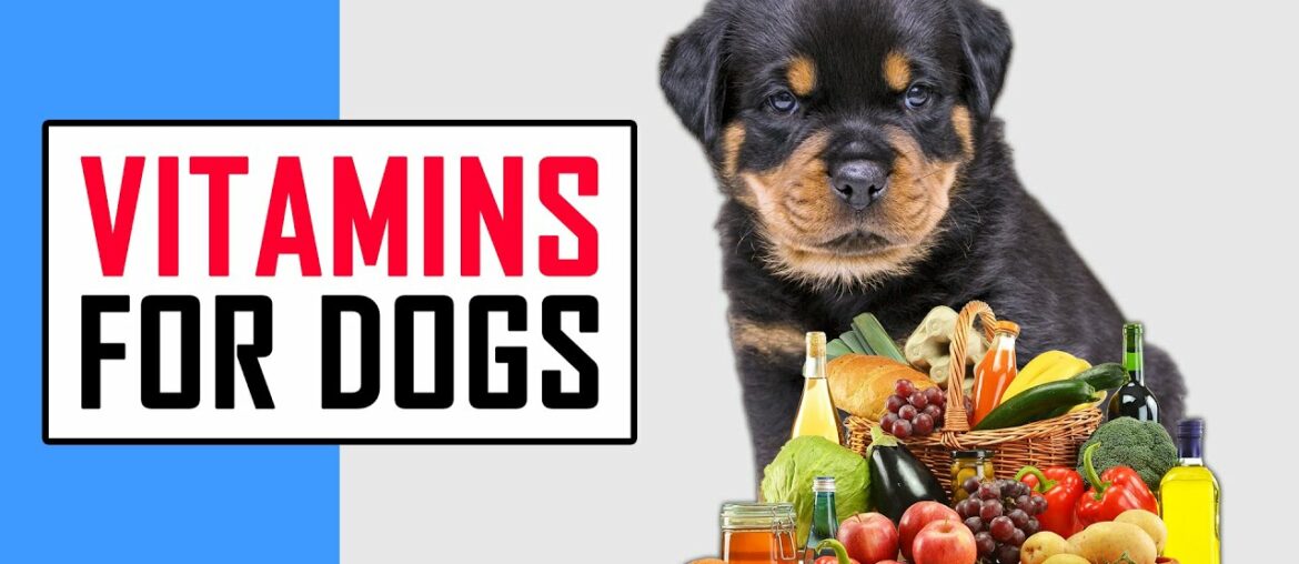 Vitamins For Dogs | Petmoo