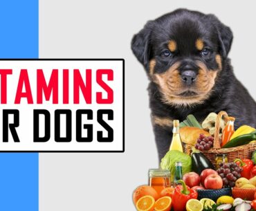 Vitamins For Dogs | Petmoo