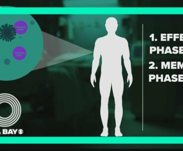 How long will you be protected? New data shows COVID-19 immunity could last years