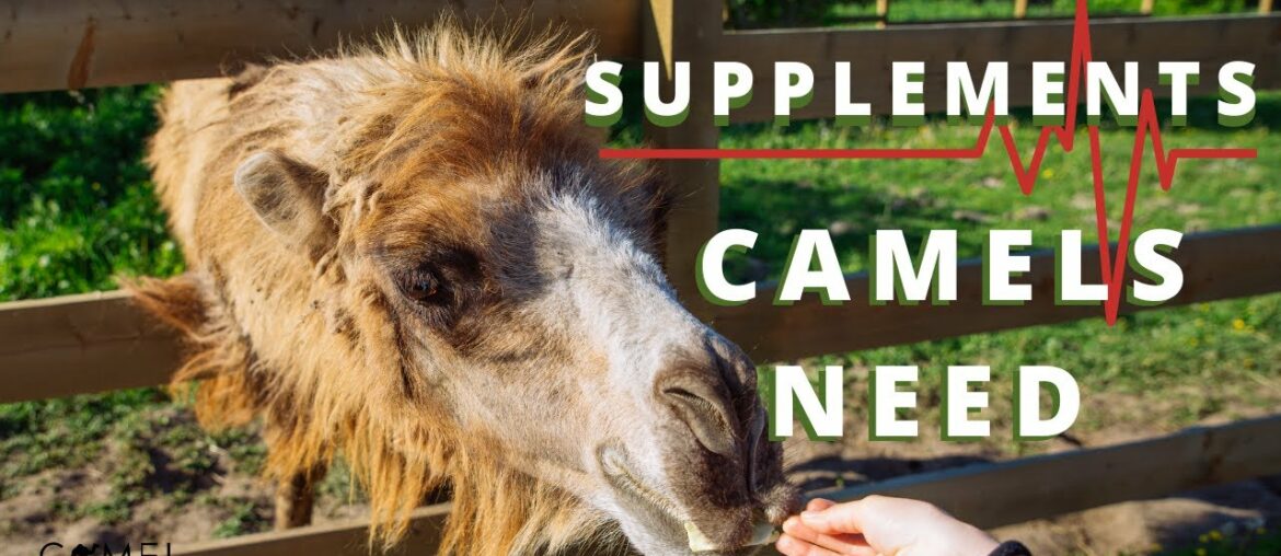 Supplements Domestic Camels Need