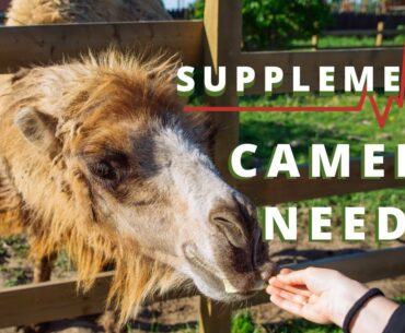 Supplements Domestic Camels Need