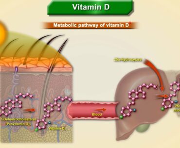 Vitamin D (calciferol): Sources, Synthesis, Metabolism, Functions, RDA, Regulation and Deficiency