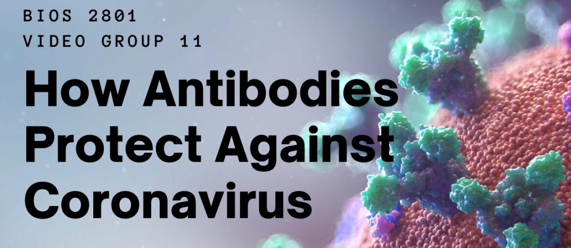 BIOS 2801 How Antibodies Protect Against Coronavirus