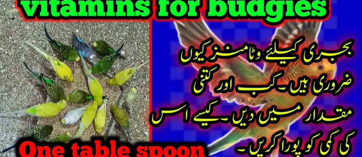 Vitamin for budgies,best vitamin for all birds,