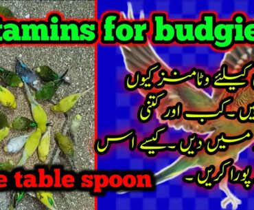 Vitamin for budgies,best vitamin for all birds,